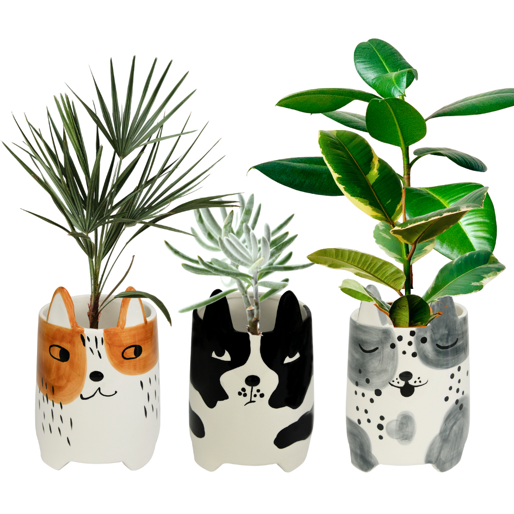 Load image into Gallery viewer, ANNABEL TRENDS Planter Set - Buddy, Daisy & Duke**LIMITED STOCK**