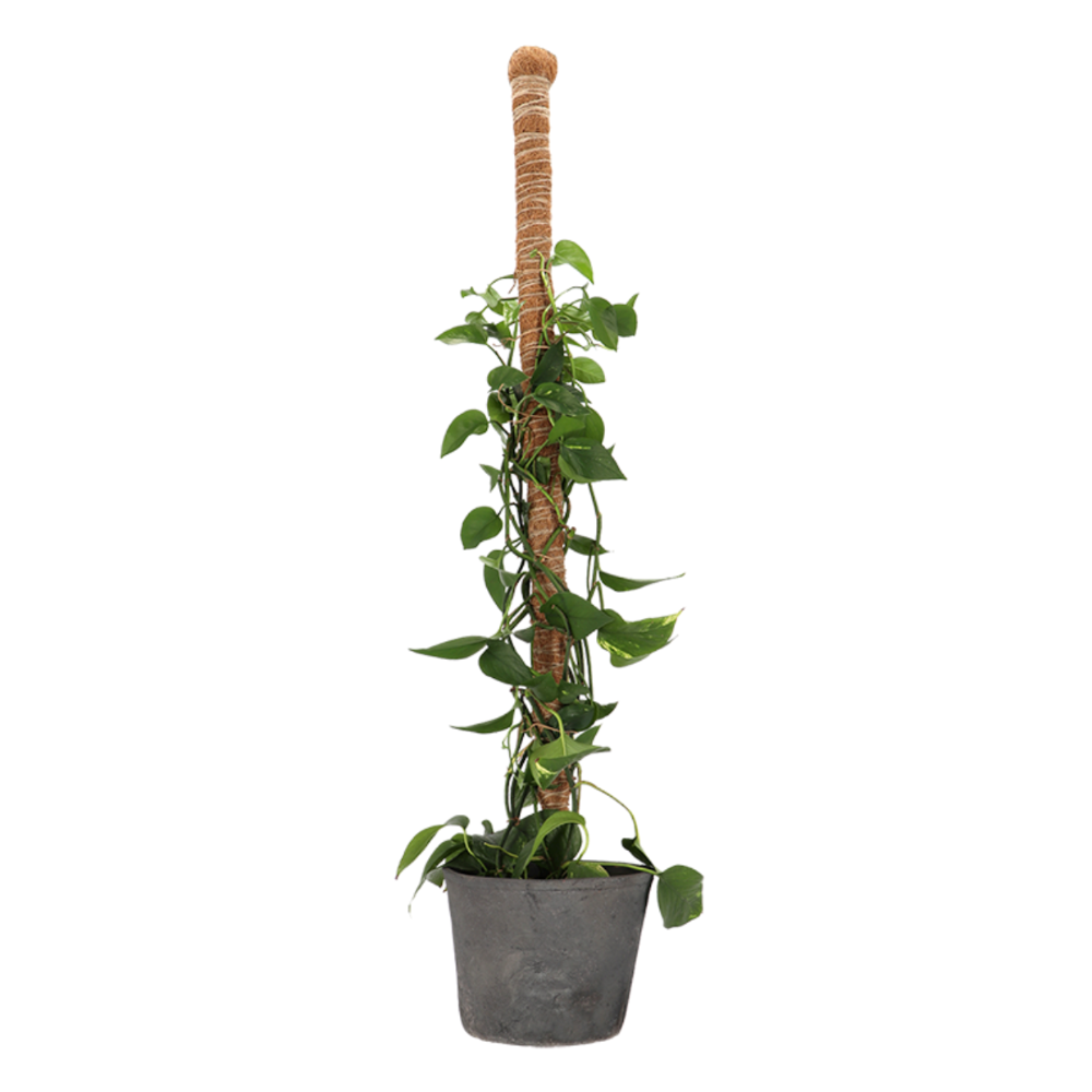 Load image into Gallery viewer, ESSCHERT DESIGN Coir Plant Support Stick - Large