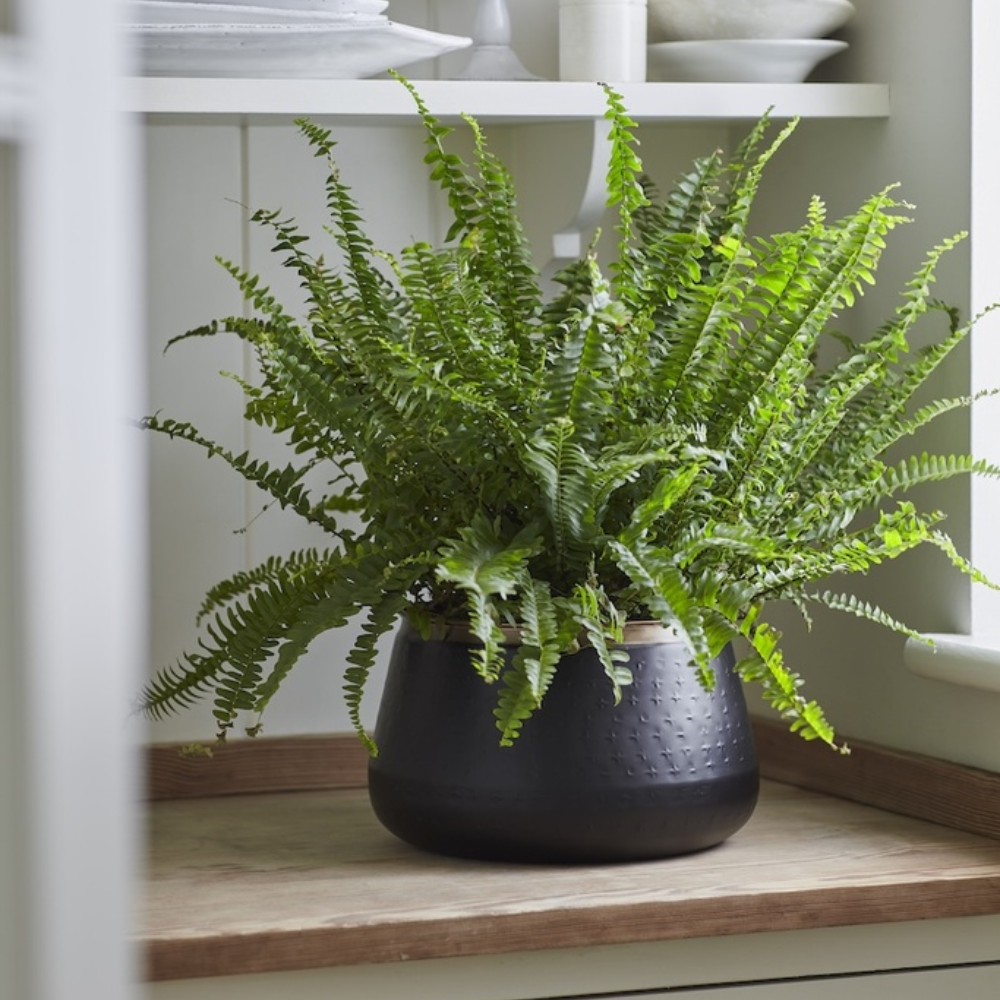 Load image into Gallery viewer, BURGON & BALL Sahara Sunset Plant Pot - Large