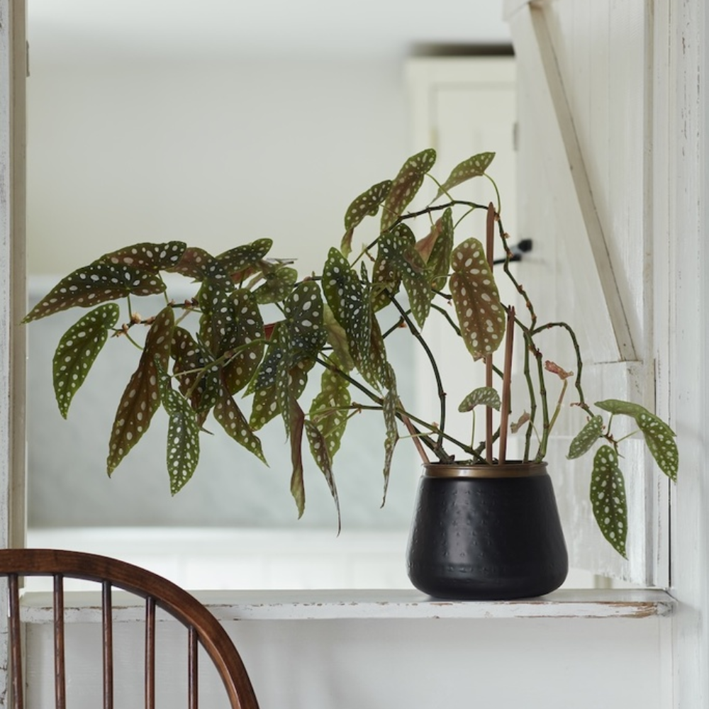 Load image into Gallery viewer, BURGON & BALL Sahara Sunset Plant Pot - Medium