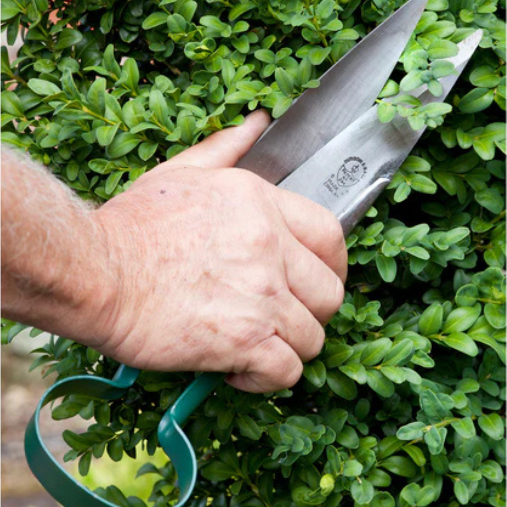 Load image into Gallery viewer, BURGON & BALL Topiary Garden Trimming Shears - Large
