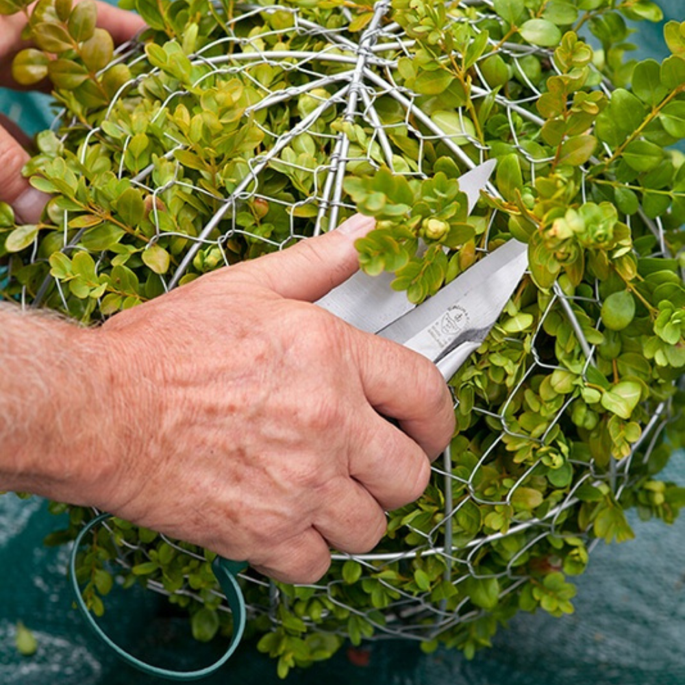 Load image into Gallery viewer, BURGON & BALL Topiary Garden Trimming Shears - Small