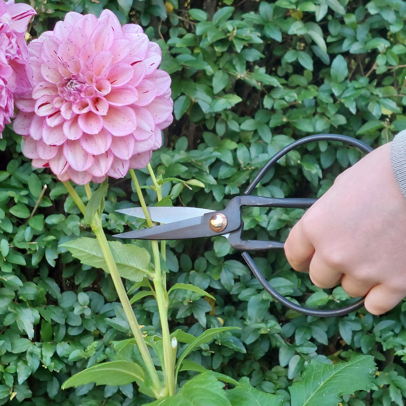 Load image into Gallery viewer, MARTHA'S VINEYARD Garden & Florist Scissors with Sheath - Medium