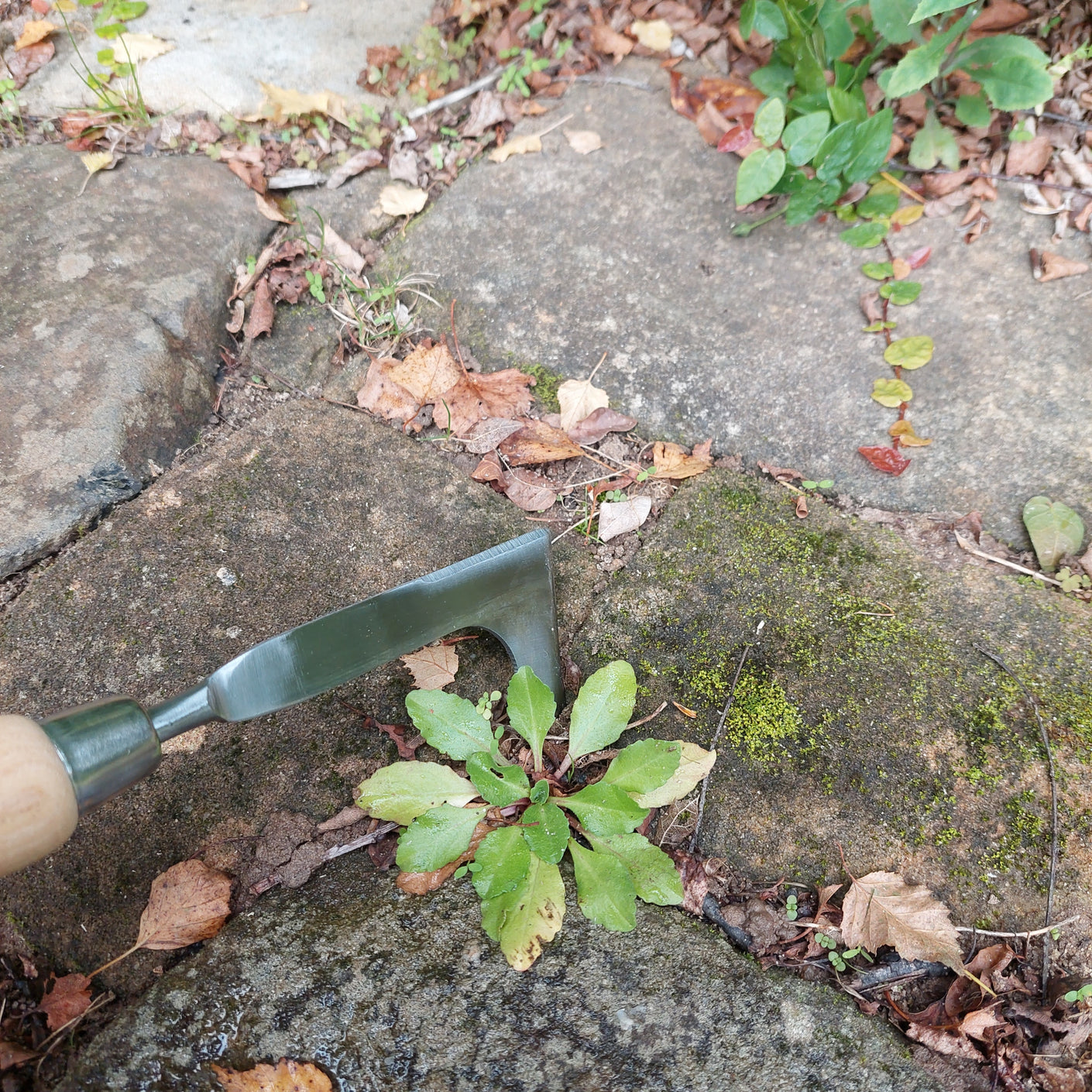Load image into Gallery viewer, MARTHA'S VINEYARD Crevice Weeder - Stainless Steel