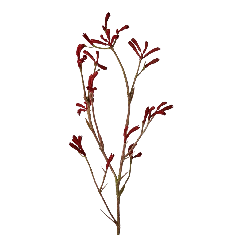 Load image into Gallery viewer, A single stem of Martha's Vineyard Kangaroo Paw Spray with vivid red tubular flowers and slender branches against a white background.