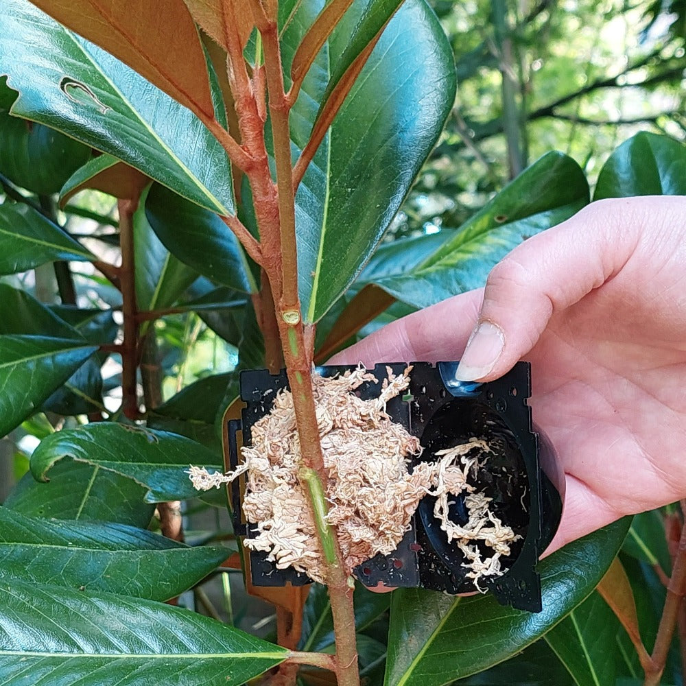 Load image into Gallery viewer, MARTHA'S VINEYARD Marcotting Pods for Air Layering - Small 5 pack