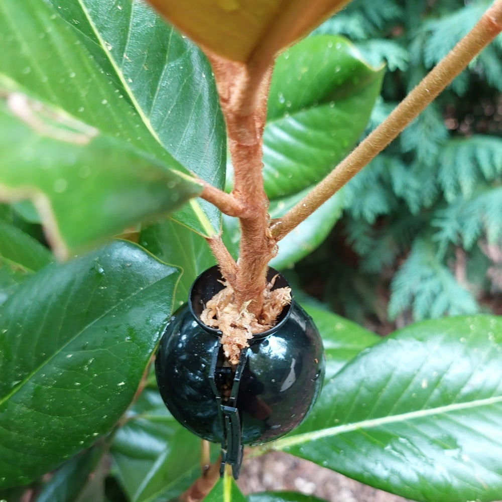 Load image into Gallery viewer, MARTHA'S VINEYARD Marcotting Pods for Air Layering - Small 5 pack