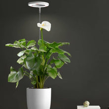 Load image into Gallery viewer, MR FOTHERGILLS HALOlight Indoor Grow Lamp