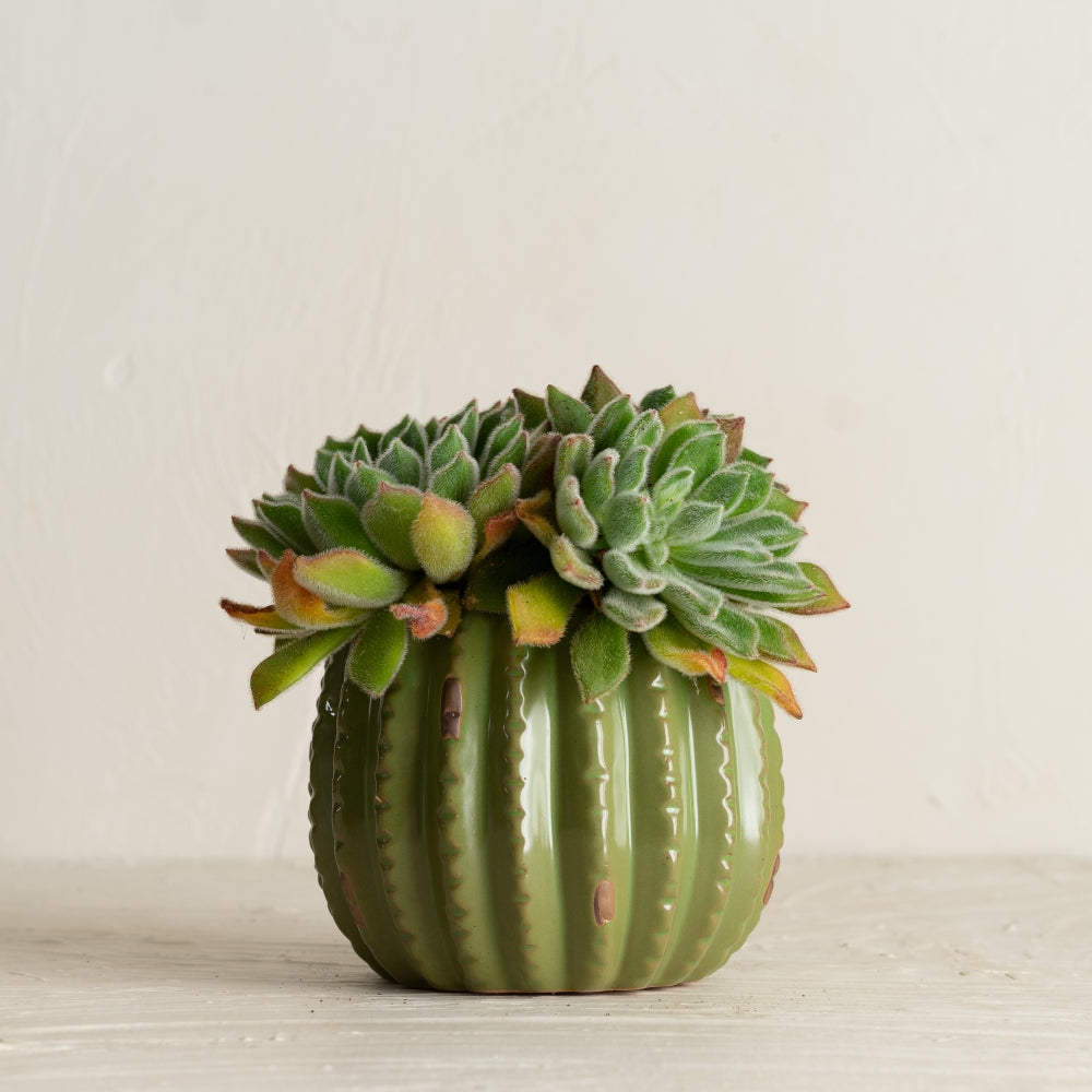 Load image into Gallery viewer, MARTHA'S VINEYARD Cactus Planter - Large