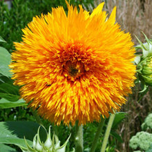 Load image into Gallery viewer, MASTER GARDENER Seeds - Sunflower Double Delight F1