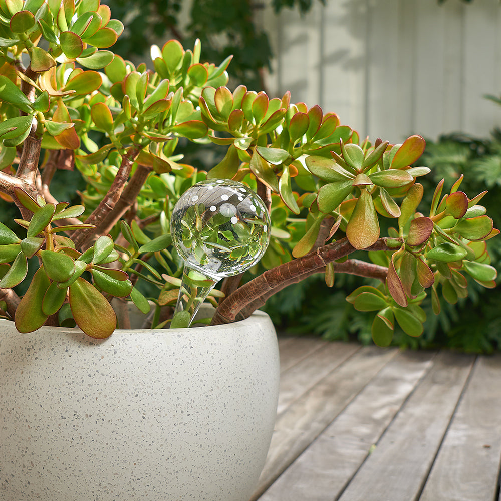 Load image into Gallery viewer, ANNABEL TRENDS Plant Water Bubble - Dots