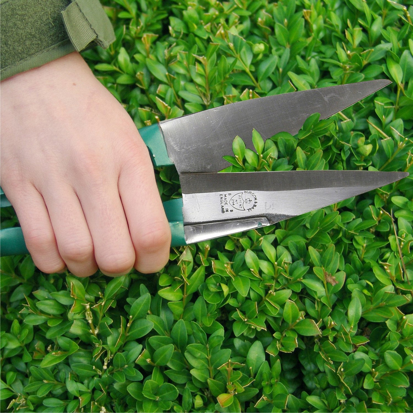 Load image into Gallery viewer, BURGON & BALL  |  Topiary Trimming Shears - Large in use