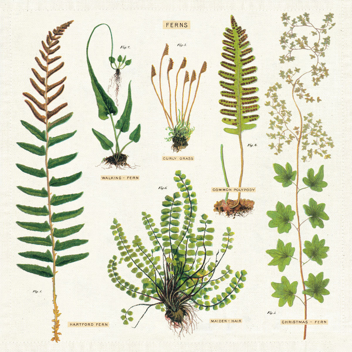 Load image into Gallery viewer, CAVALLINI & Co. 100% Natural Cotton Napkins Set of 4 - Ferns