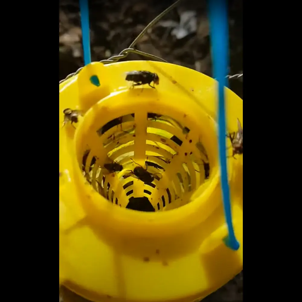 THE BUZZ Mini Disposable Fly Trap