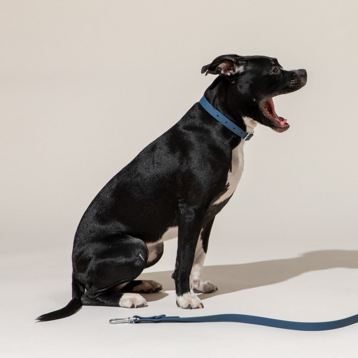 Load image into Gallery viewer, WILD ONE Dog Collar Large - Navy Blue **CLEARANCE**