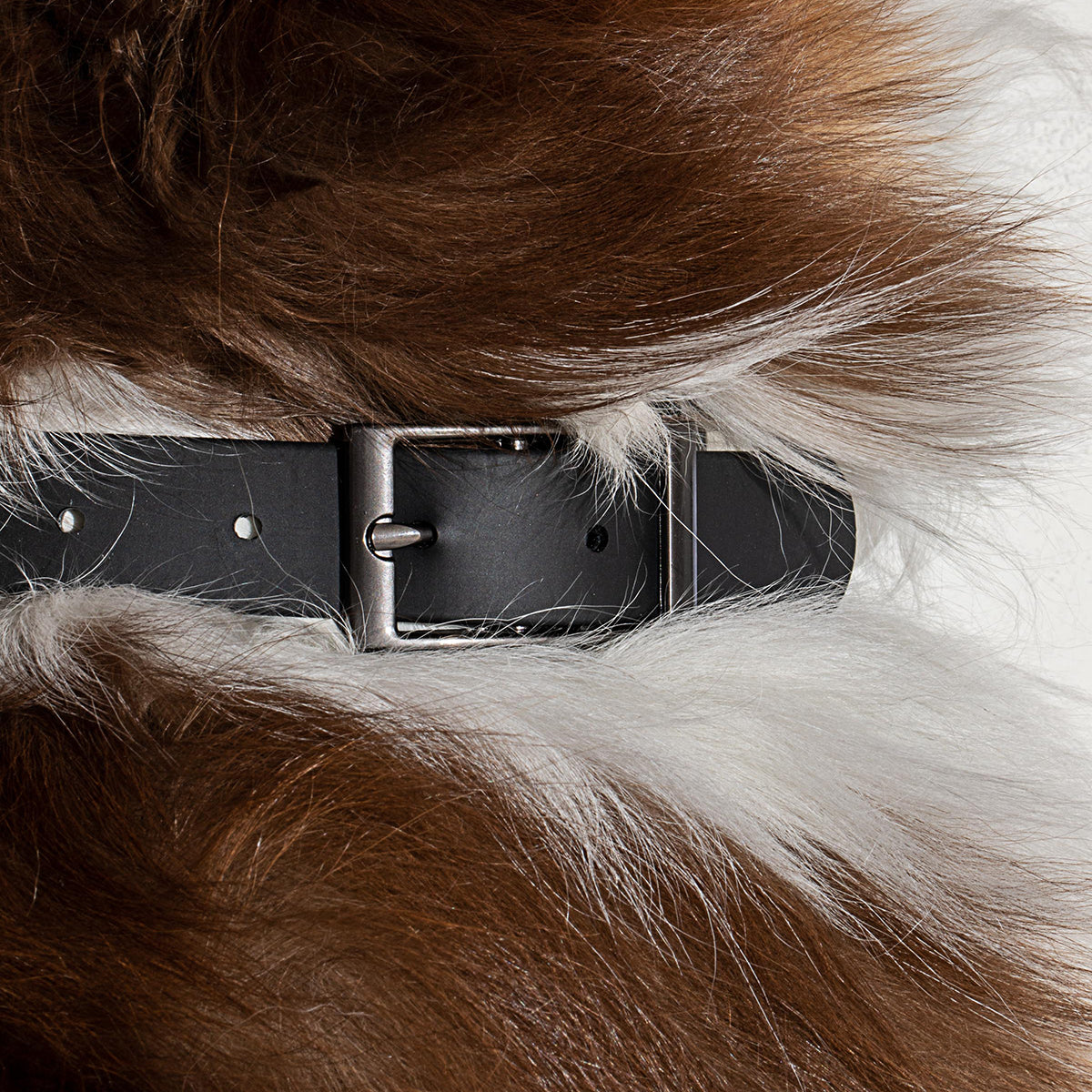 Load image into Gallery viewer, WILD ONE Dog Collar Small - Black **CLEARANCE**