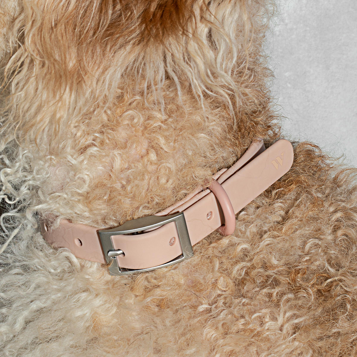 Load image into Gallery viewer, WILD ONE Dog Collar Small - Blush **CLEARANCE**