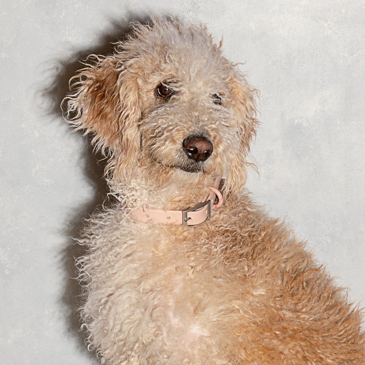 Load image into Gallery viewer, WILD ONE Dog Collar Small - Blush **CLEARANCE**
