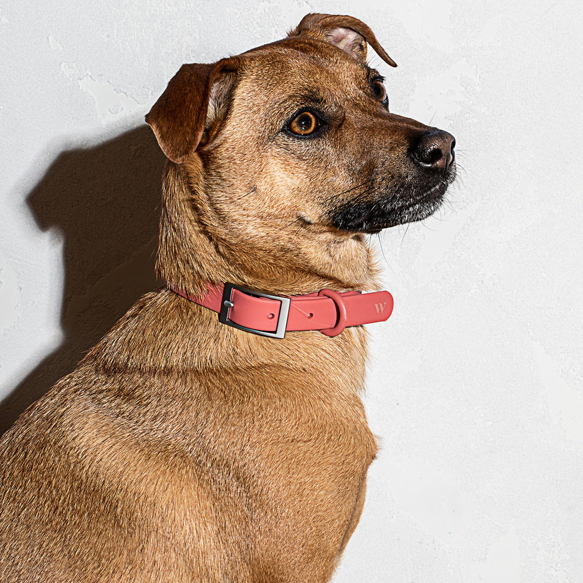 Load image into Gallery viewer, WILD ONE Dog Collar Small - Coral Red **CLEARANCE**