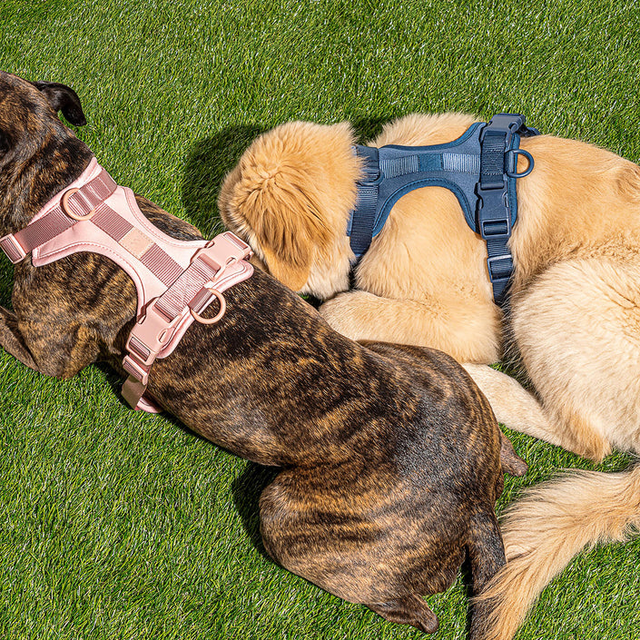 WILD ONE Dog Harness Large - Blush Pink