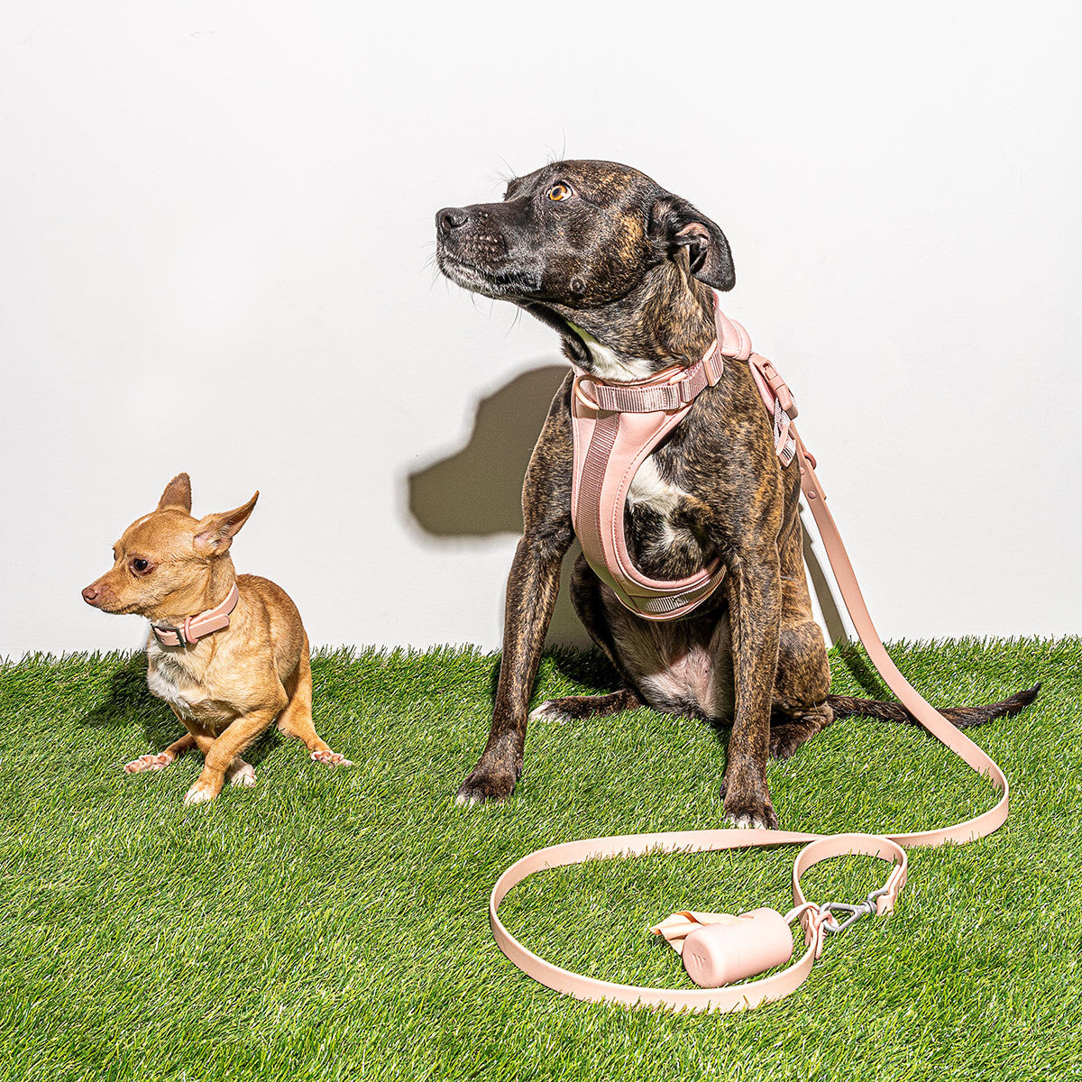 Load image into Gallery viewer, WILD ONE Dog Harness Large - Blush Pink **CLEARANCE**