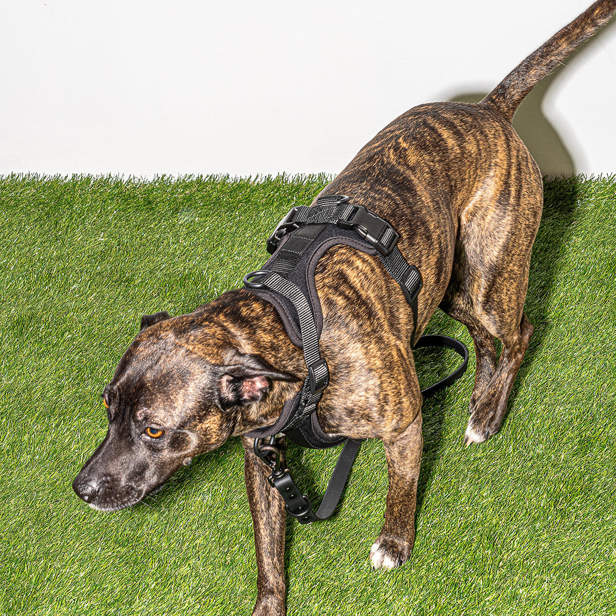 Load image into Gallery viewer, WILD ONE Dog Harness Medium - Black **CLEARANCE**