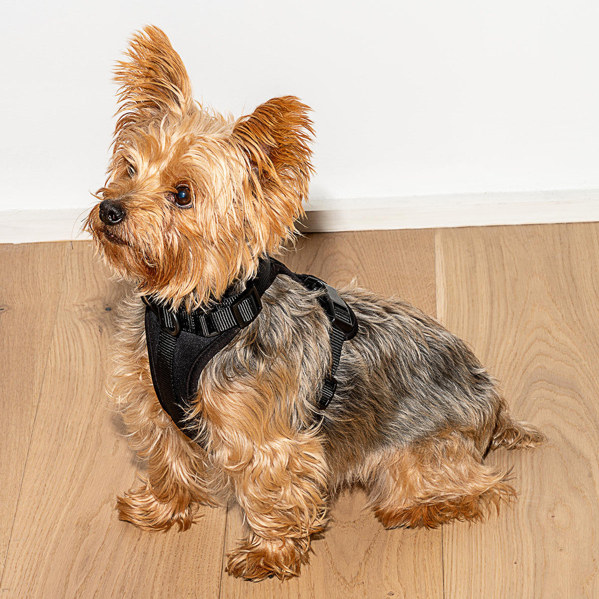 Load image into Gallery viewer, WILD ONE Dog Harness Small - Black **CLEARANCE**