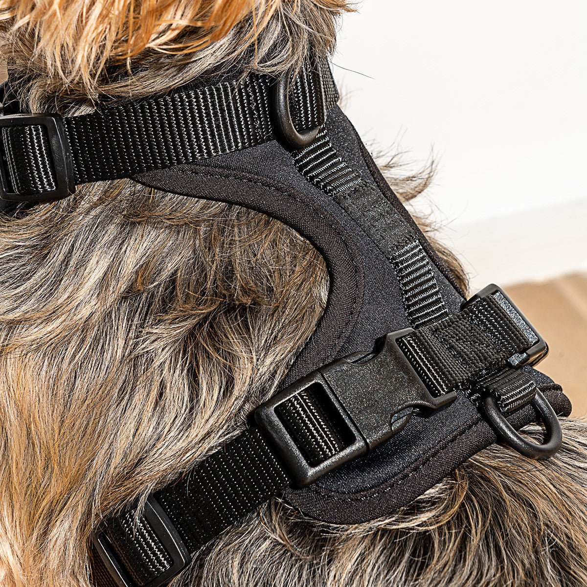 Load image into Gallery viewer, WILD ONE Dog Harness Small - Black **CLEARANCE**
