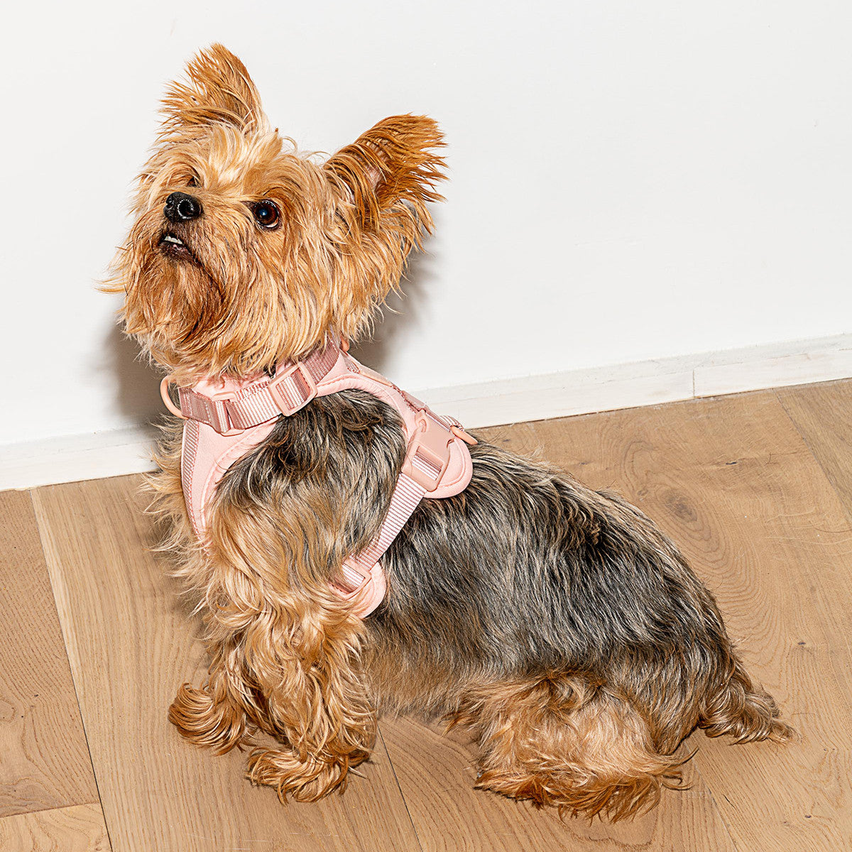 Load image into Gallery viewer, WILD ONE Dog Harness Small - Blush Pink **CLEARANCE**