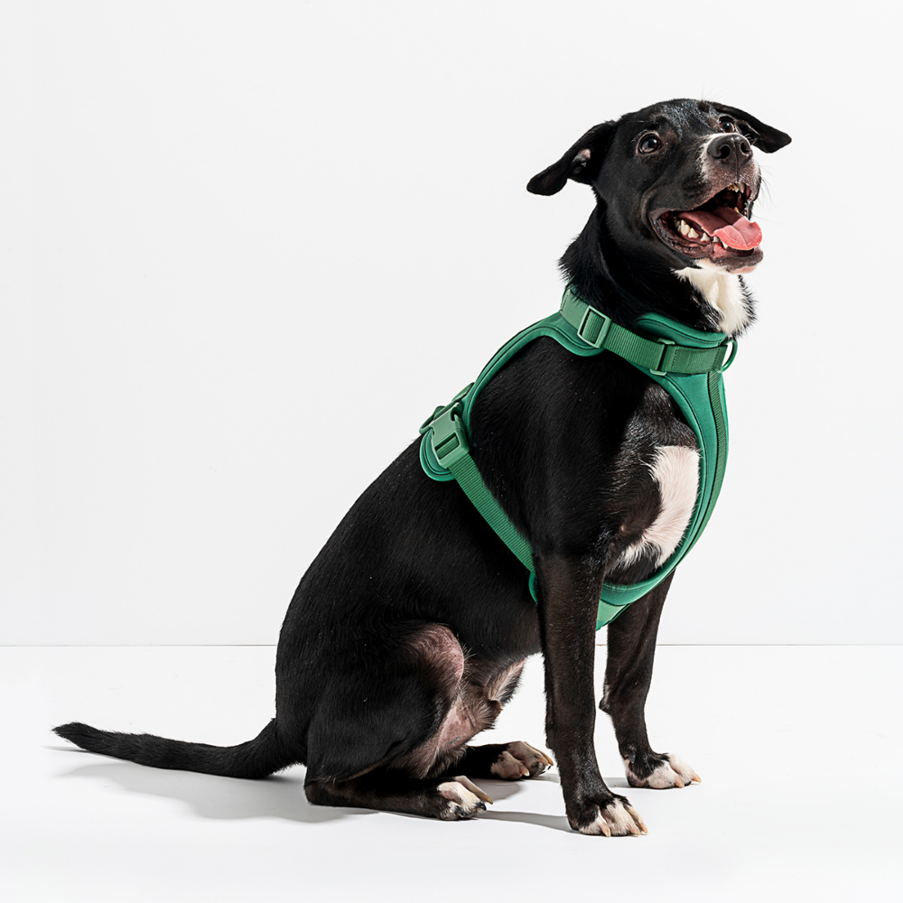 Load image into Gallery viewer, WILD ONE Dog Harness Large - Spruce **CLEARANCE**