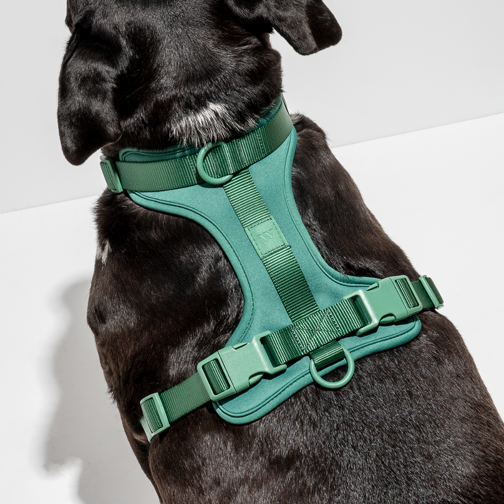 Load image into Gallery viewer, WILD ONE Dog Harness Large - Spruce **CLEARANCE**