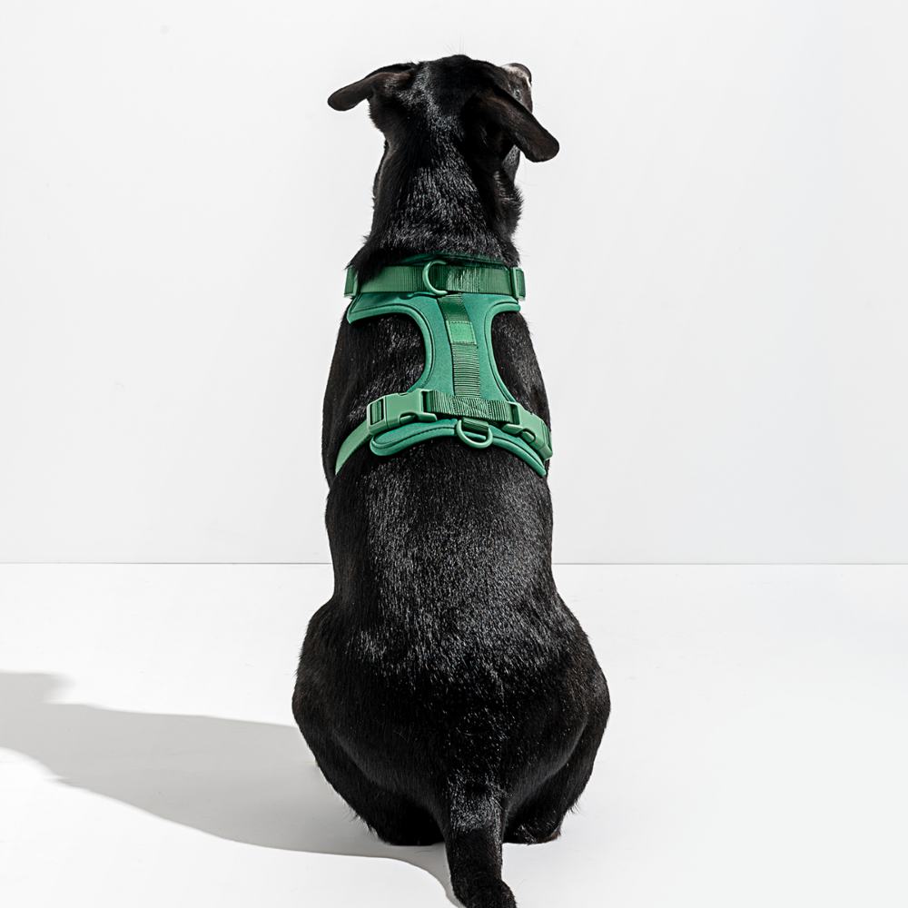 Load image into Gallery viewer, WILD ONE Dog Harness Large - Spruce **CLEARANCE**