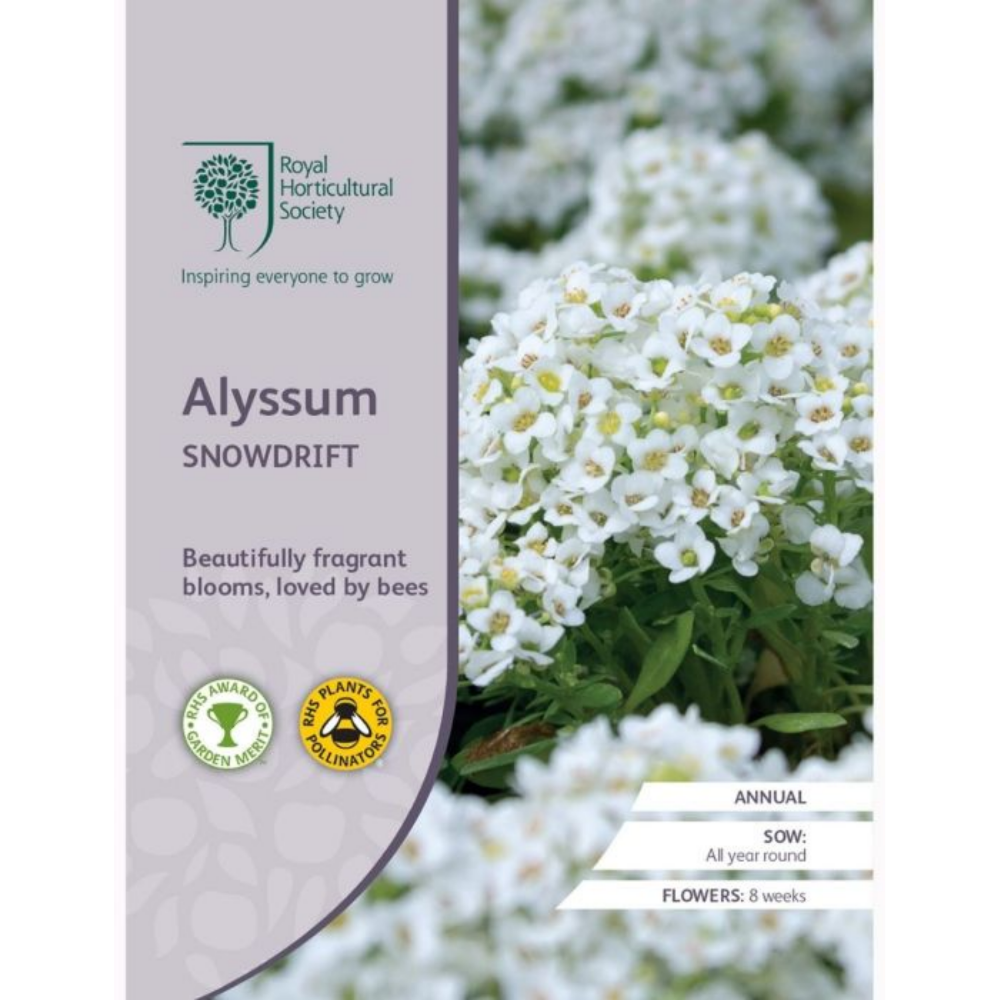 ROYAL HORTICULTURAL SOCIETY Seeds - Alyssum Snowdrift