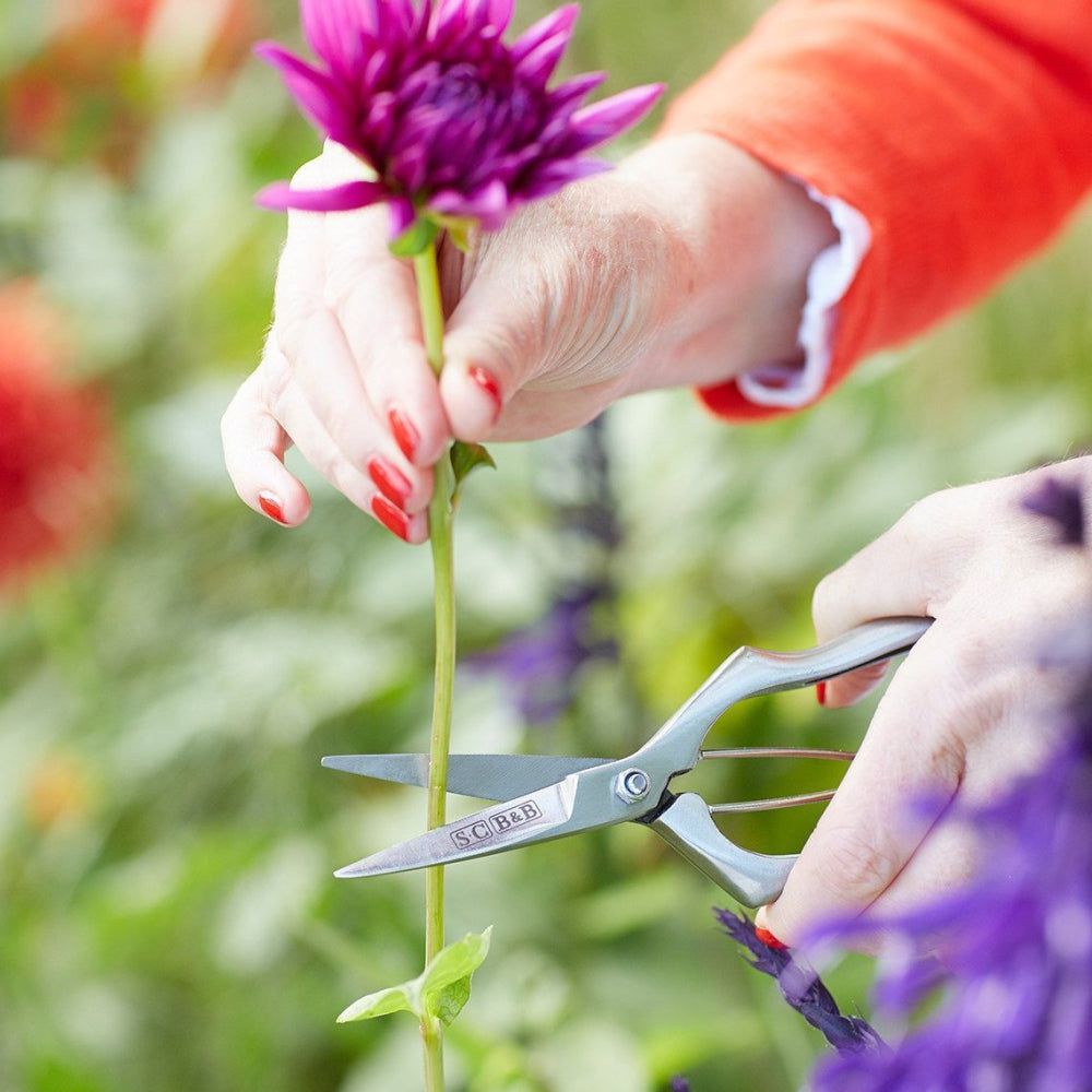 Load image into Gallery viewer, SOPHIE CONRAN Tool Set - The Gardener's Secateur Set