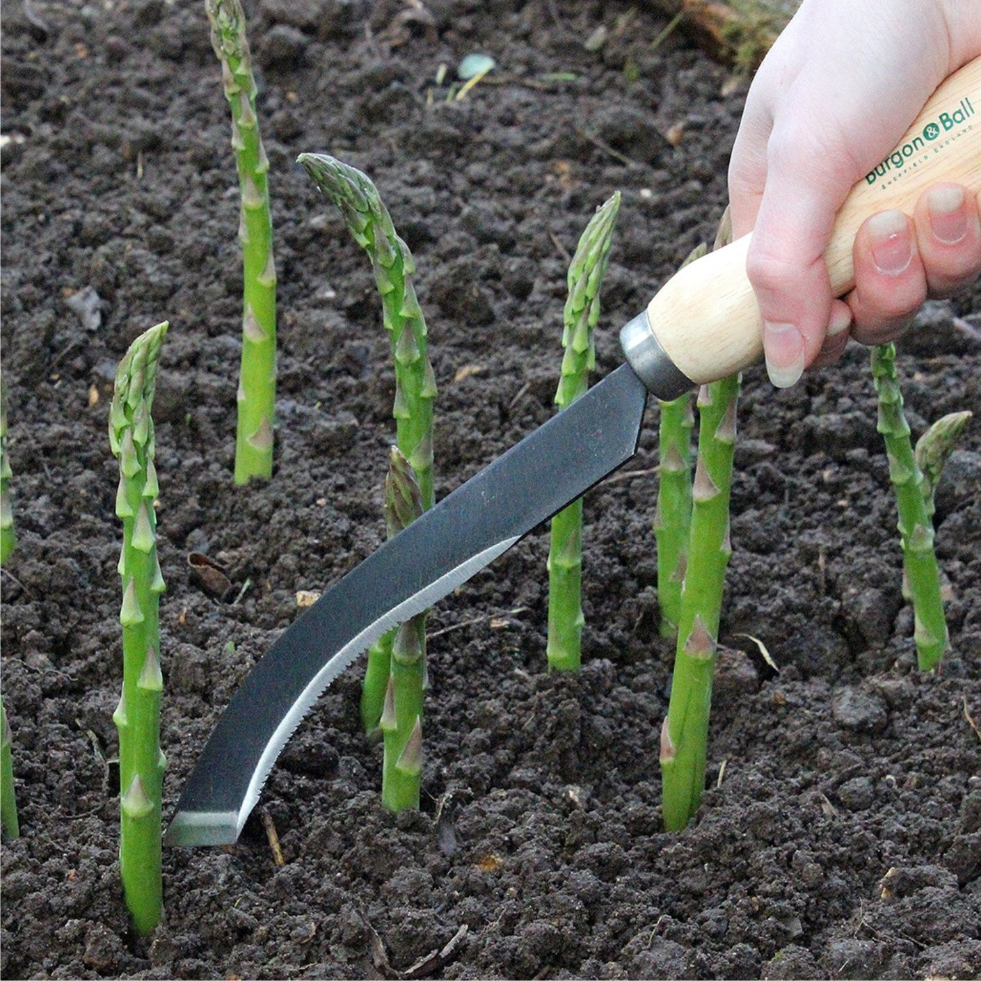 Load image into Gallery viewer, BURGON & BALL | Ultimate Asparagus Knife in use