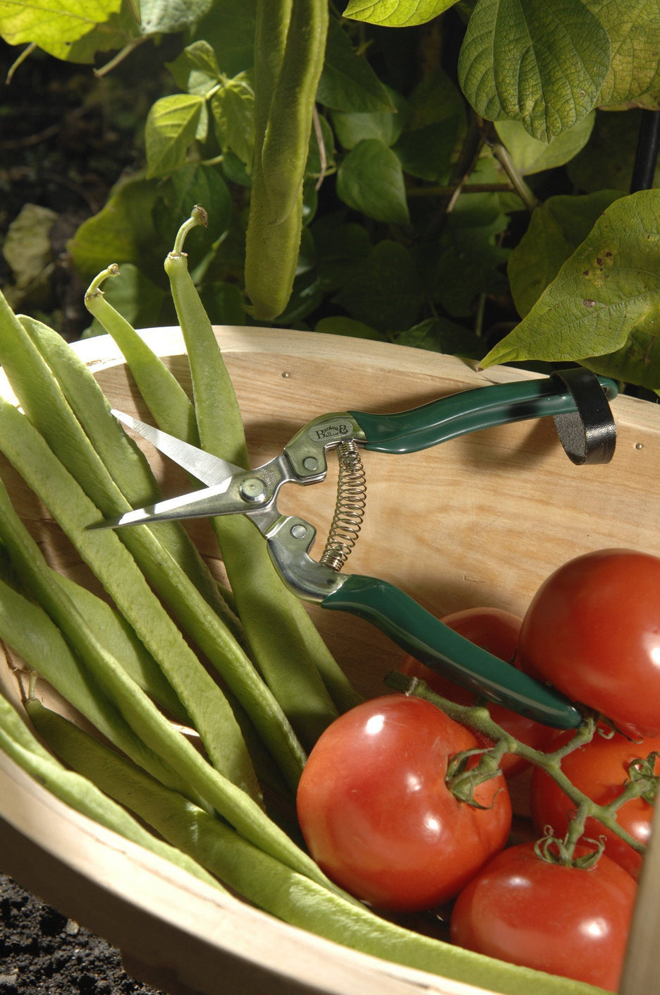 Load image into Gallery viewer, BURGON & BALL Gardening Flower and Fruit Snip