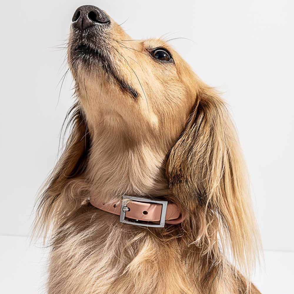 Load image into Gallery viewer, WILD ONE Dog Collar Walk Kit - Blush