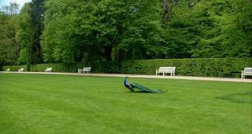 Lawn maintenance - Best Tools and Tips