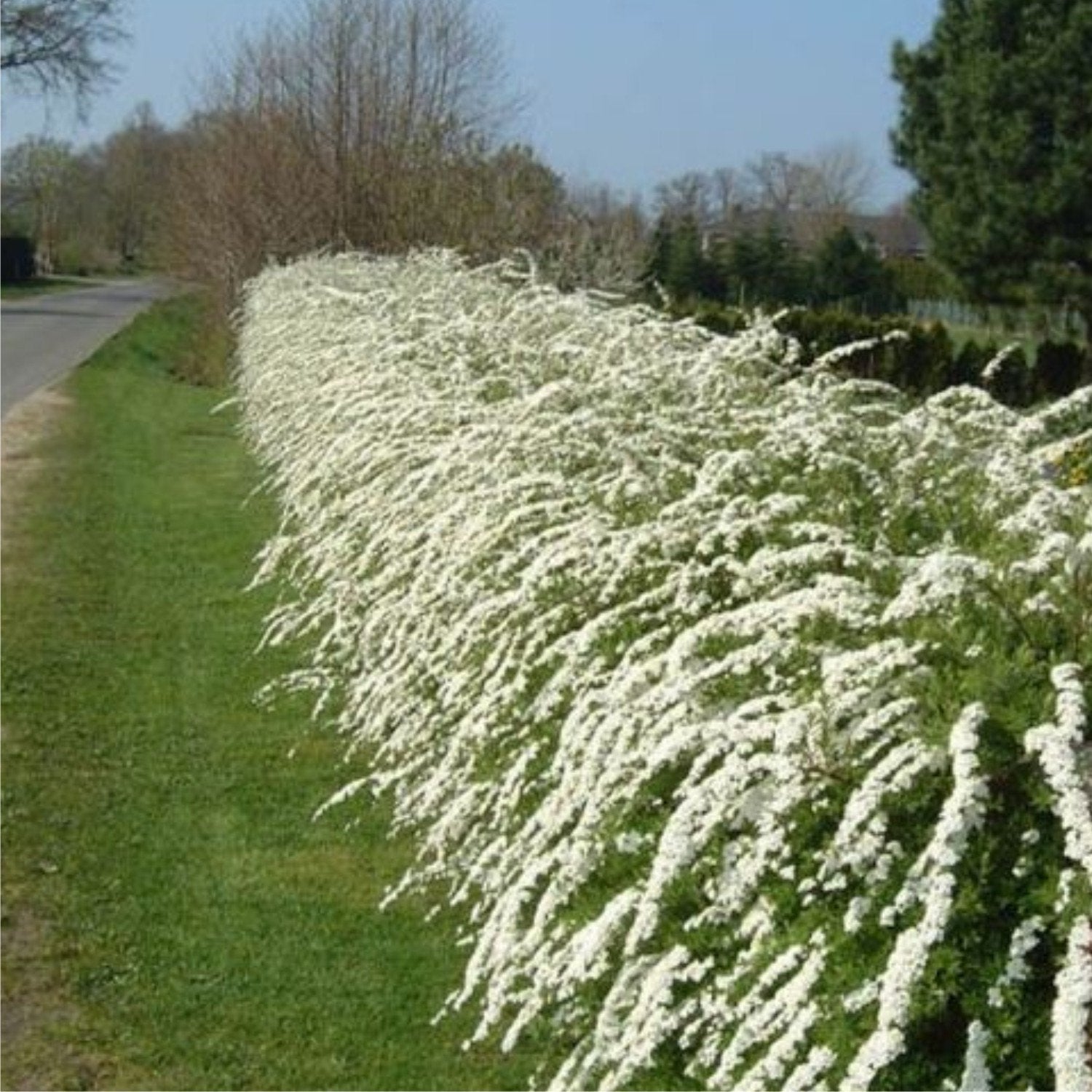 Plants - Hedging & Screening