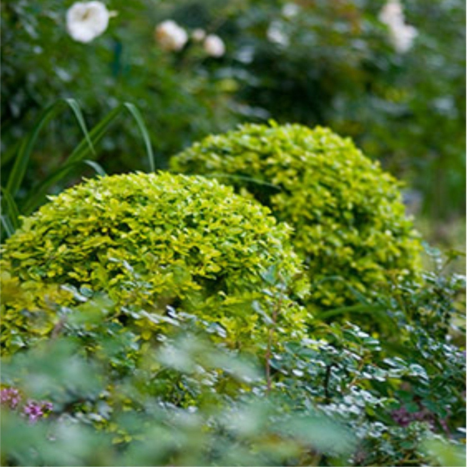 Plants - Shrubs