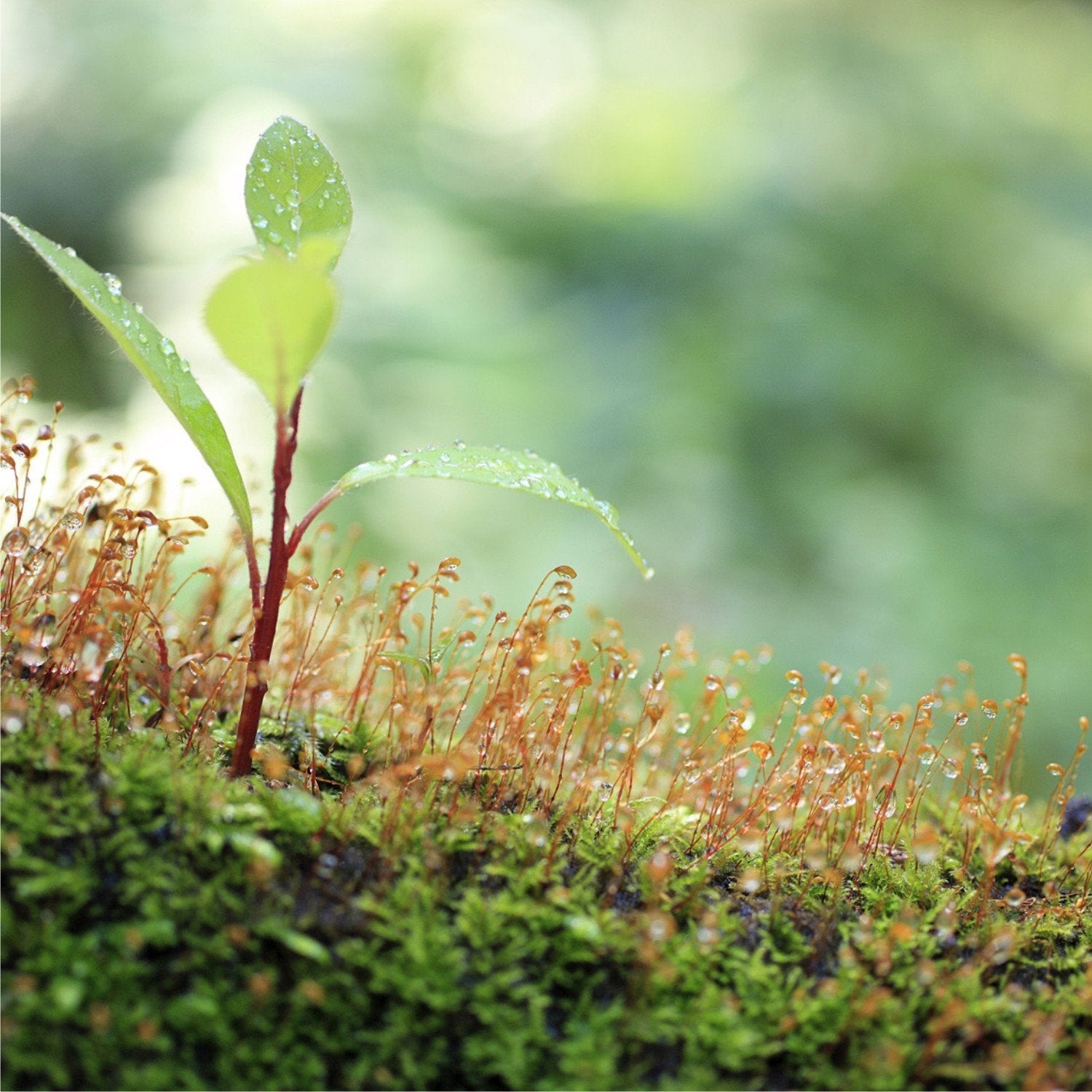 Landscape & Garden - Plants