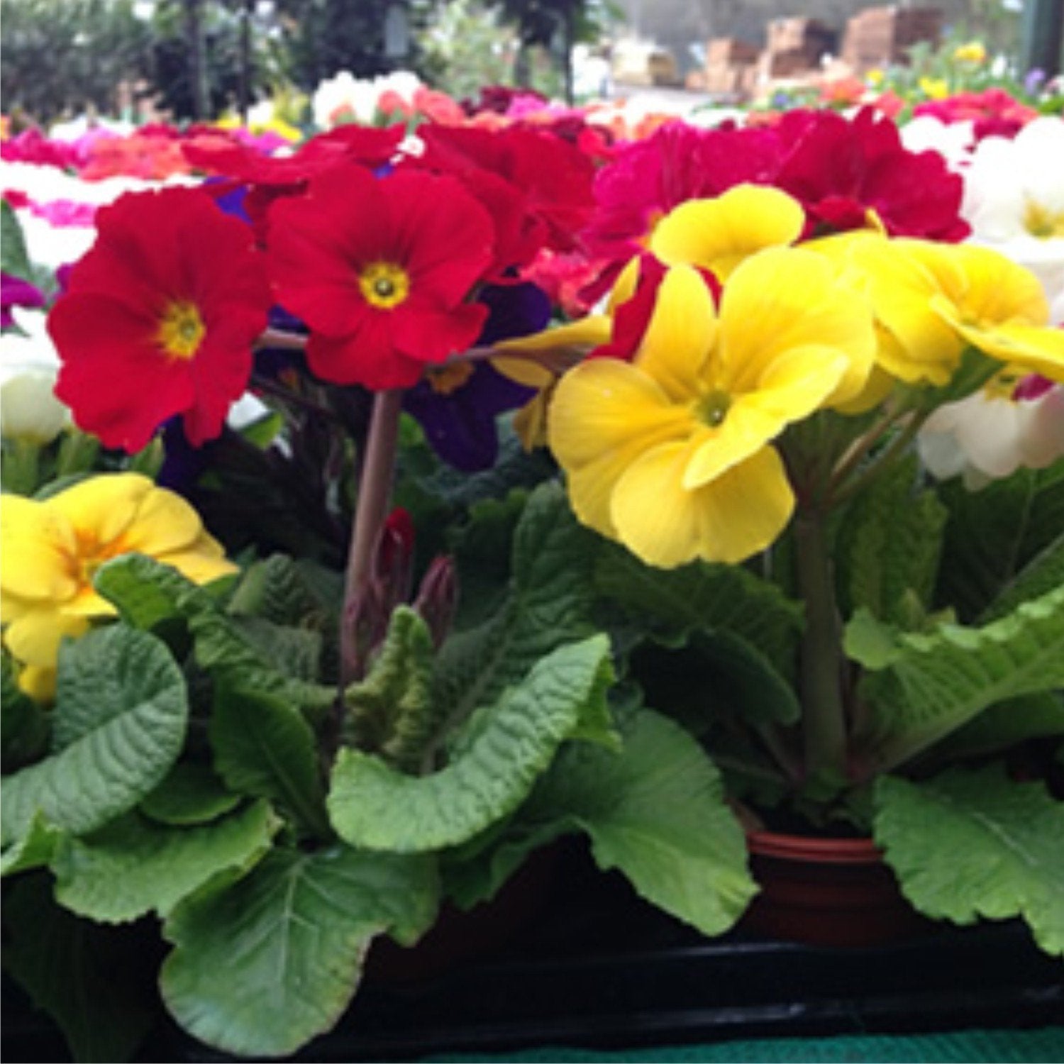 Plants - Flowering