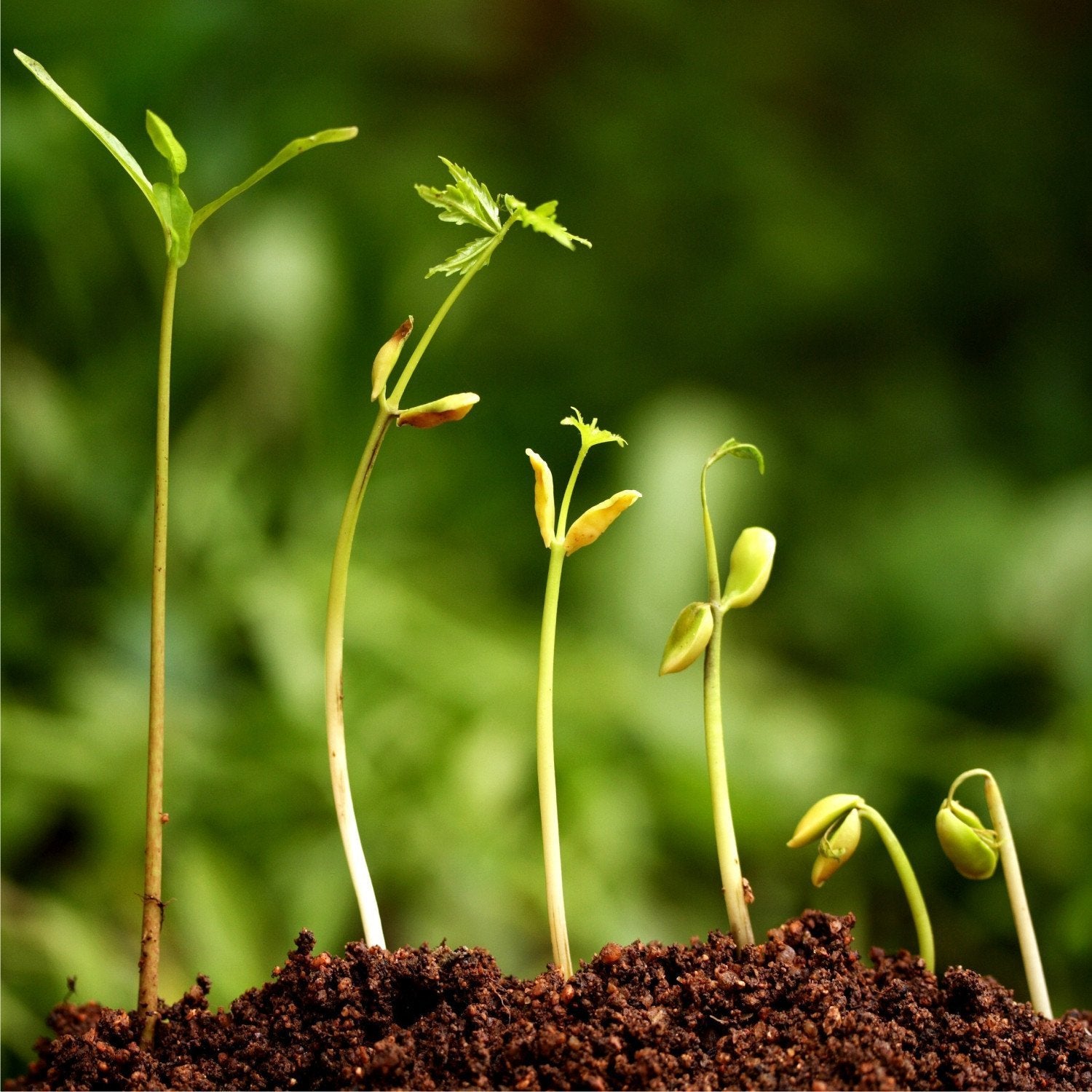 Plants in Pack Quantities