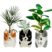 Load image into Gallery viewer, ANNABEL TRENDS Planter Set - Buddy, Daisy &amp; Duke