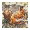 ESSCHERT DESIGN Paper Napkins Large 20pk - Robin/Squirrel
