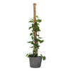 ESSCHERT DESIGN Coir Plant Support Stick - Large