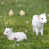 ESSCHERT DESIGN Lamb Standing - Small