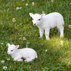 ESSCHERT DESIGN Lamb Lying