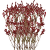 Martha's Vineyard Kangaroo Paw Spray Red 102cm - Set of 12