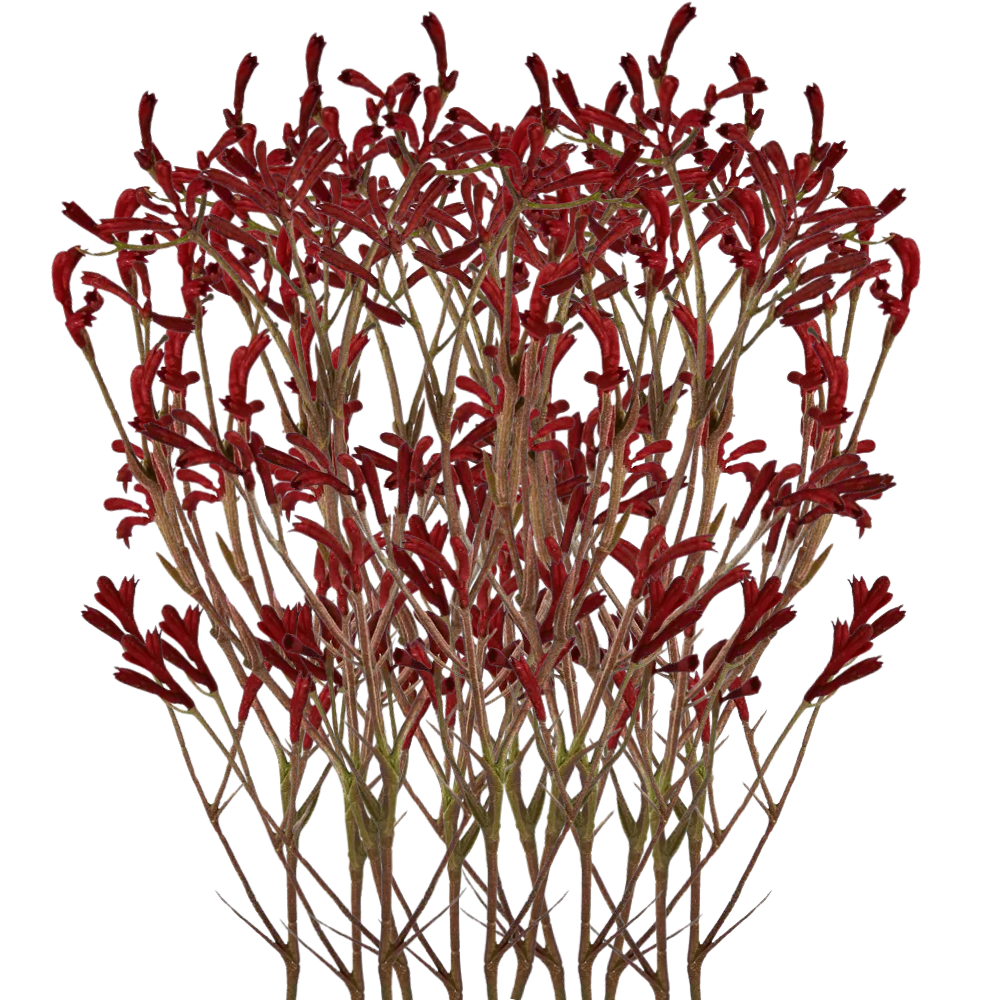 Load image into Gallery viewer, Martha&#39;s Vineyard Kangaroo Paw Spray Red 102cm - Set of 12